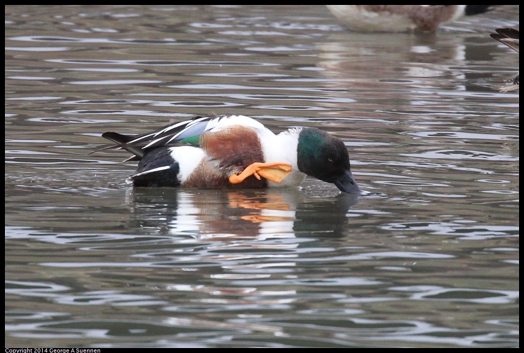 0215-133846-02.jpg - Northern Shoveler