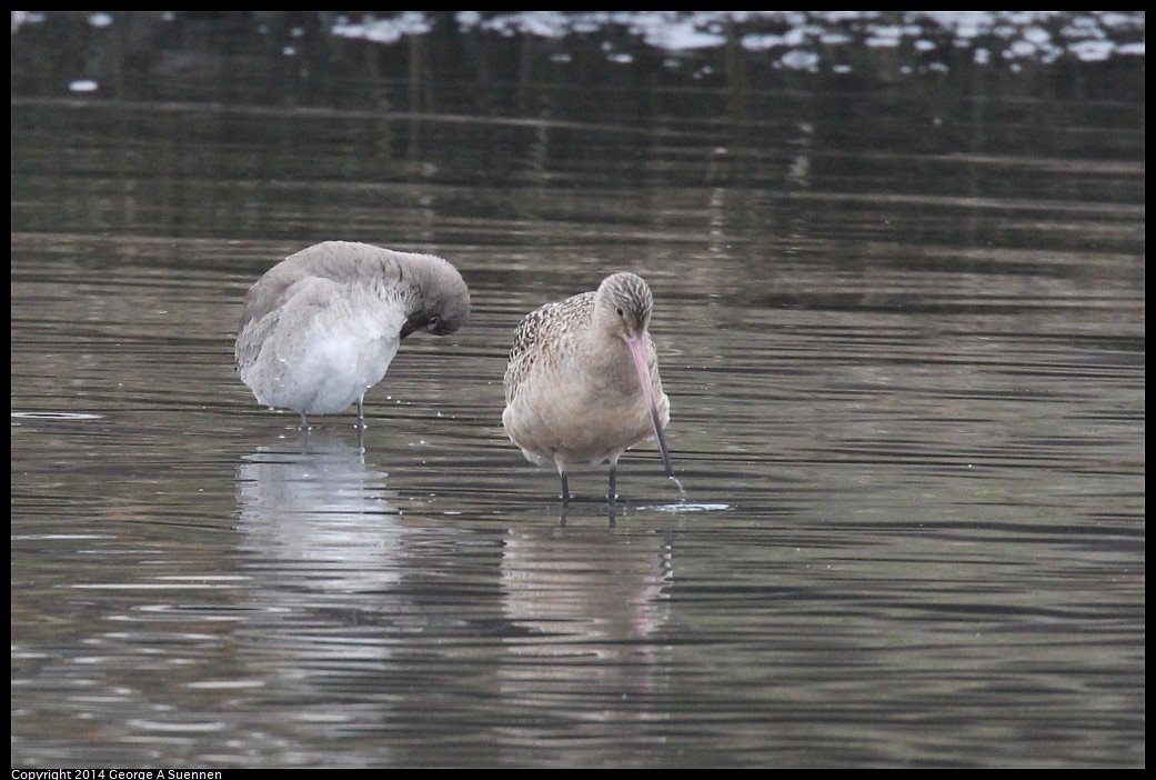 0215-133855-01.jpg - Marbled Godwit