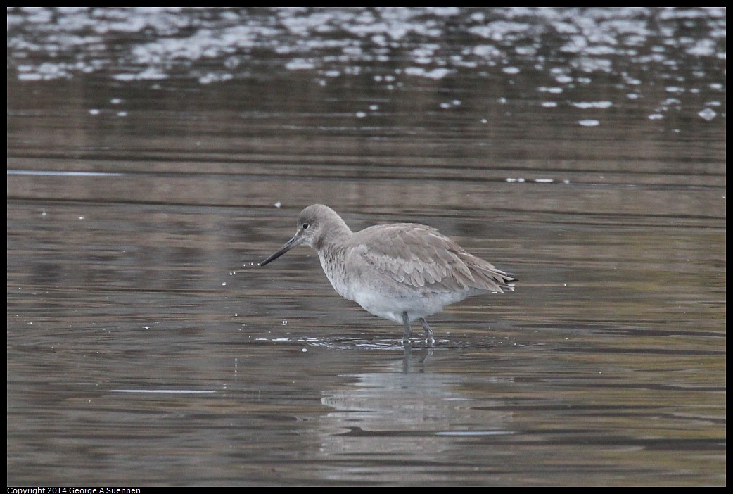 0215-133927-05.jpg - Willet