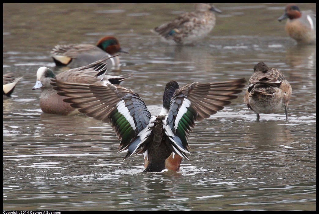 0215-133944-02.jpg - Northern Shoveler