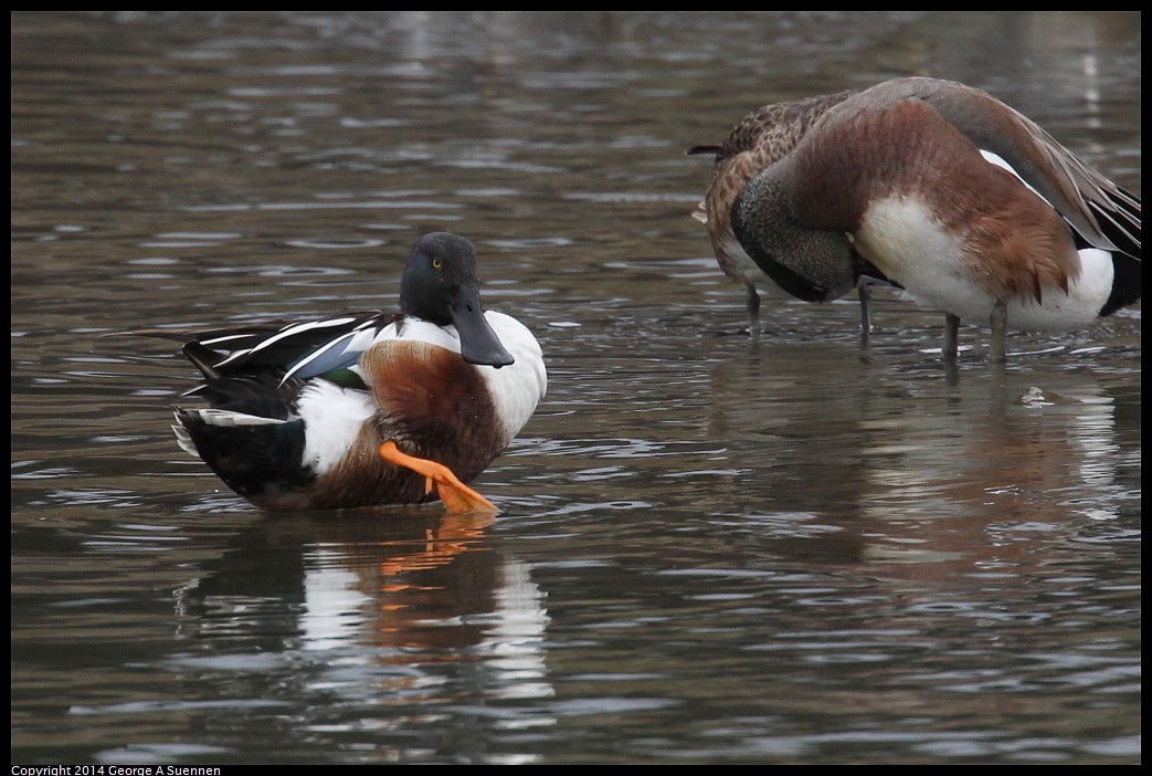 0215-134003-02.jpg - Northern Shoveler