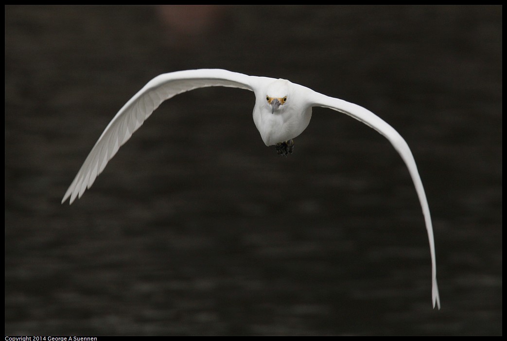 0215-134010-03.jpg - Snowy Egret