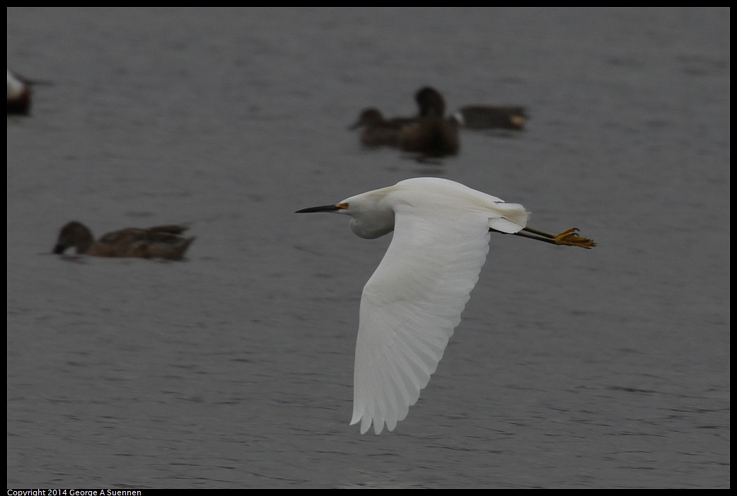 0215-134027-02.jpg - Snowy Egret