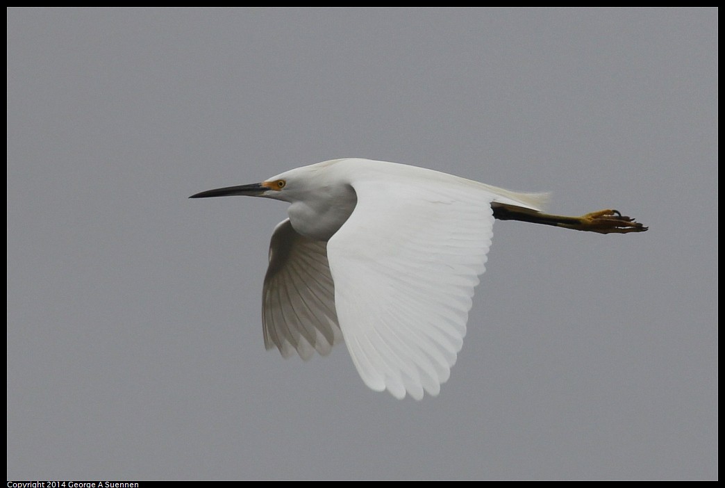 0215-134037-01.jpg - Snowy Egret