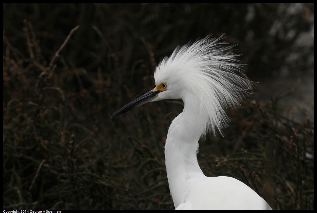 0215-134056-02.jpg - Snowy Egret