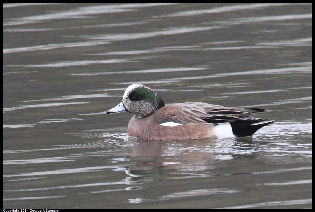 0215-134116-01.jpg - American Wigeon