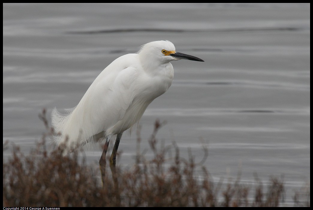 0215-134209-01.jpg - Snowy Egret