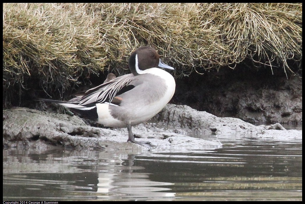 0215-134239-02.jpg - Northern Pintail