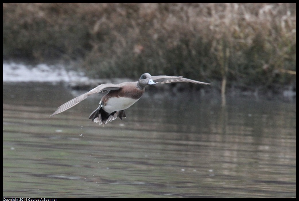 0215-134334-01.jpg - American Wigeon