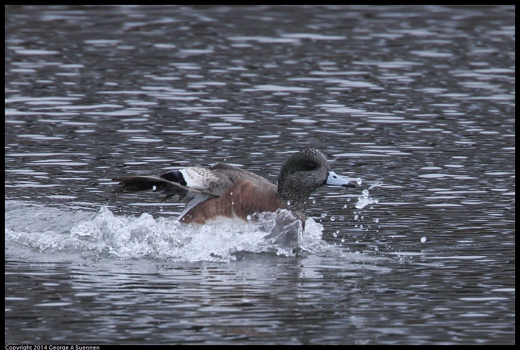 0215-134336-03.jpg - American Wigeon