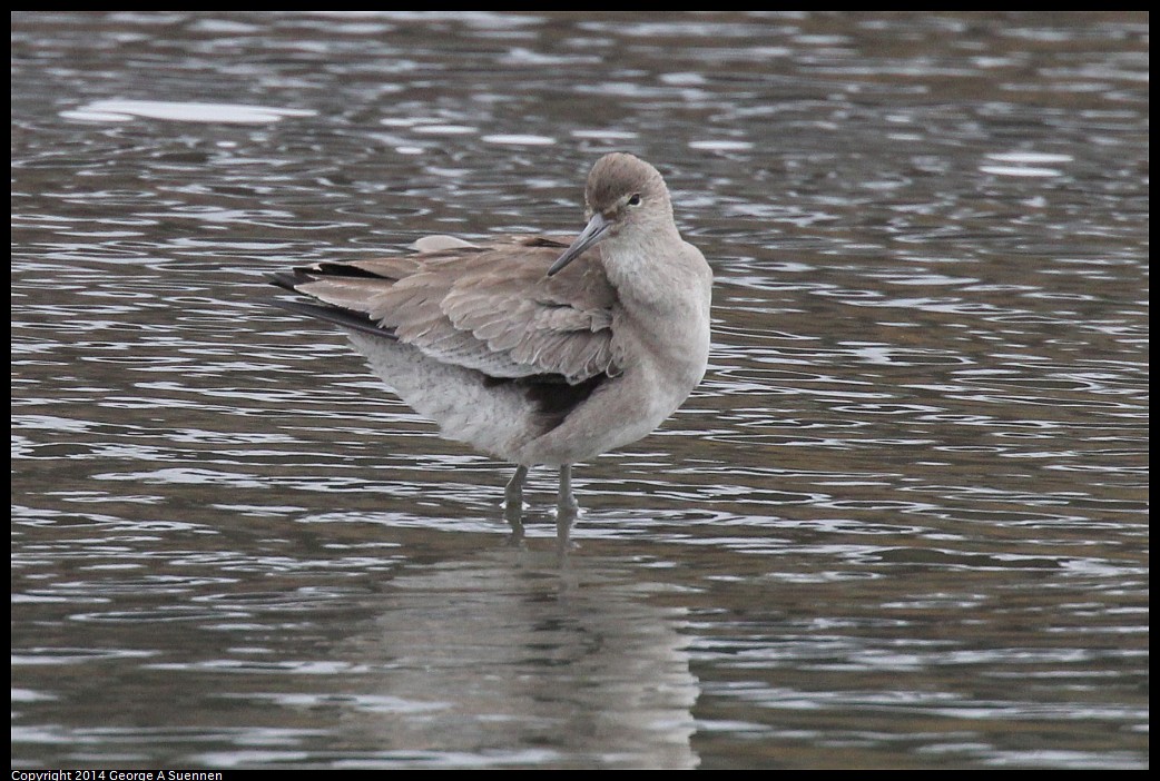 0215-134425-01.jpg - Willet