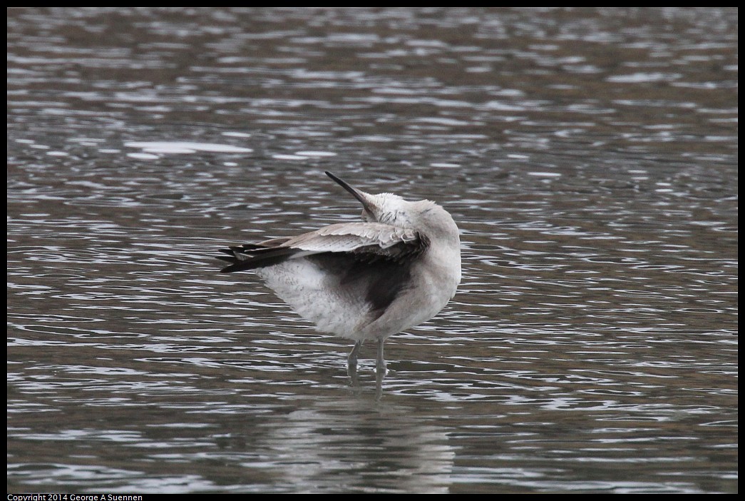 0215-134425-02.jpg - Willet