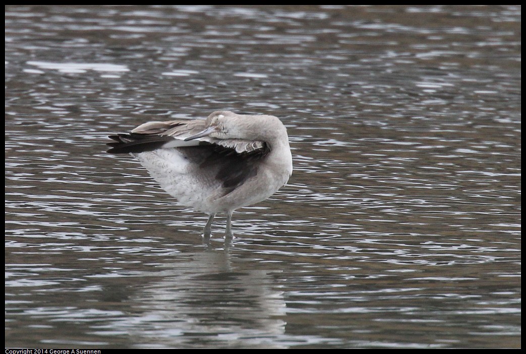 0215-134425-03.jpg - Willet