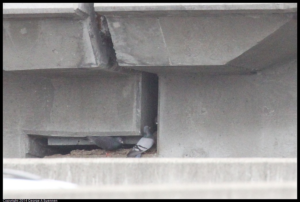 0215-134708-02.jpg - Rock Pigeon (Id only)