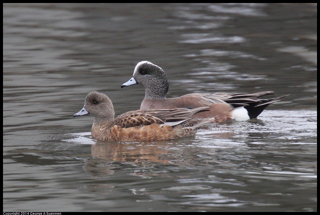 0215-134746-02.jpg - American Wigeon