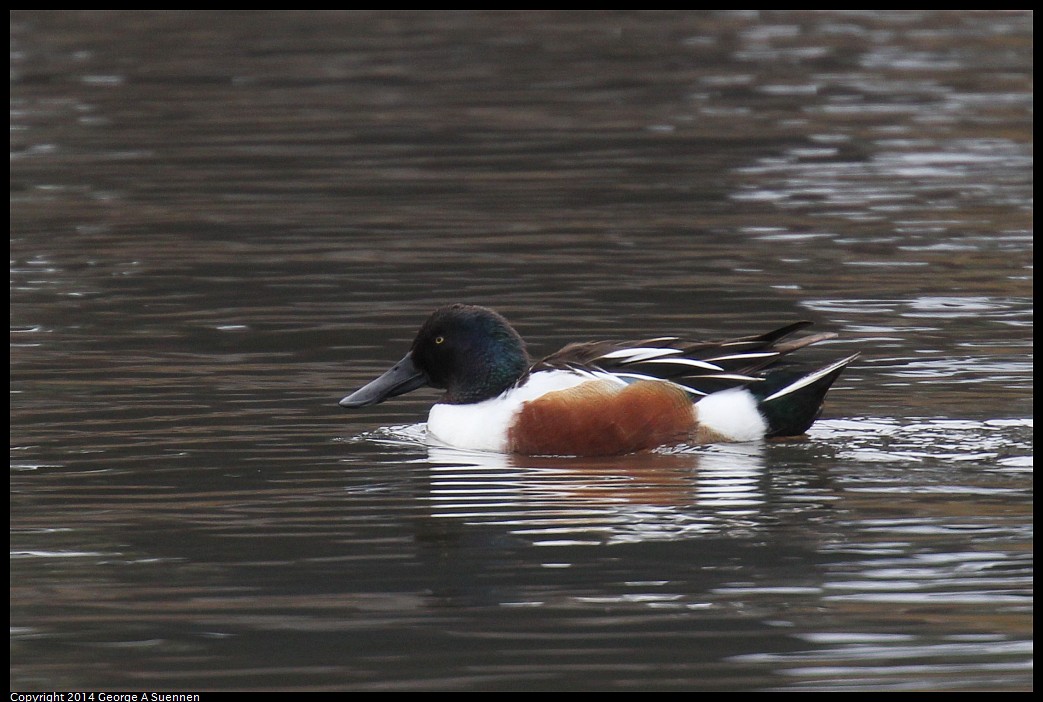 0215-134756-03.jpg - Northern Shoveler