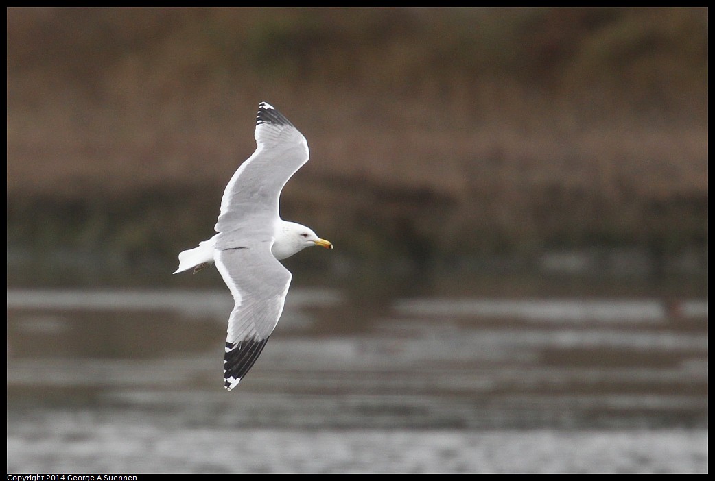 0215-134930-02.jpg - California Gull