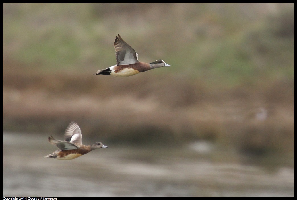 0215-135314-05.jpg - American Wigeon