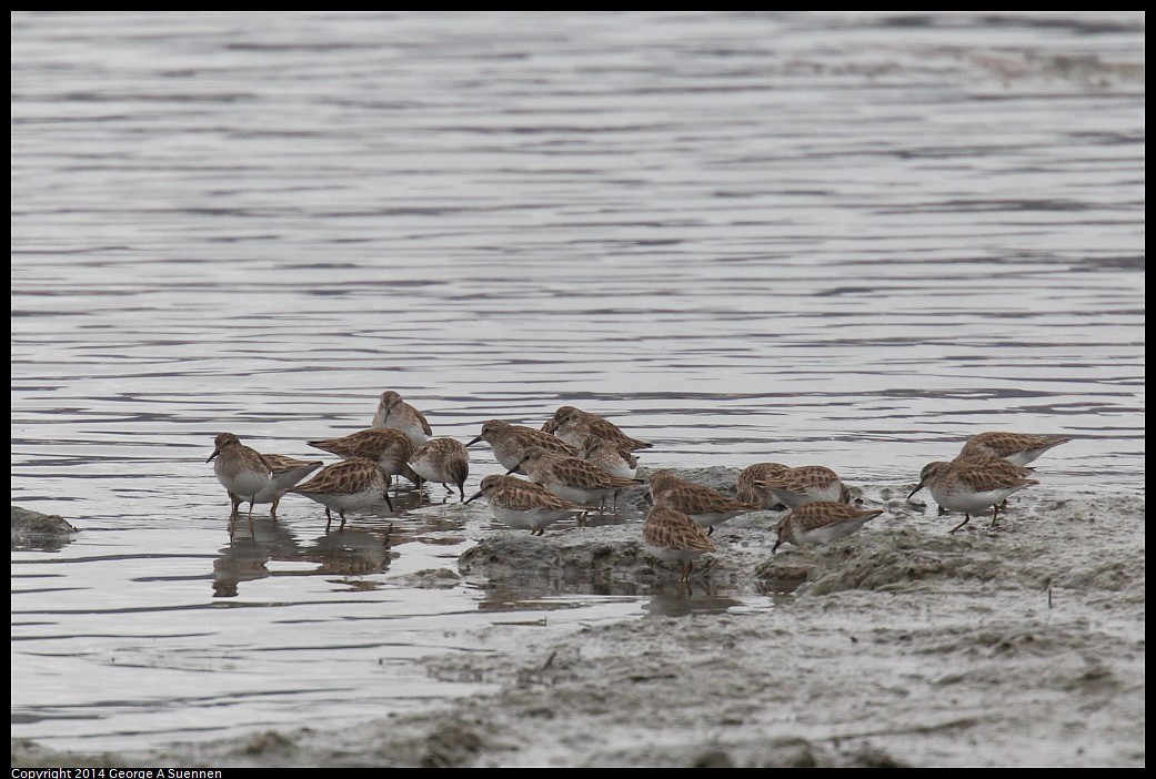 0215-135348-02.jpg - Least Sandpiper