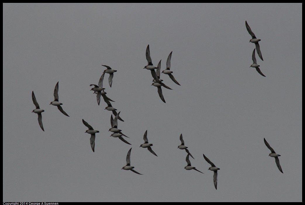 0215-135403-04.jpg - Black-bellied Plover and Least Sandpiper