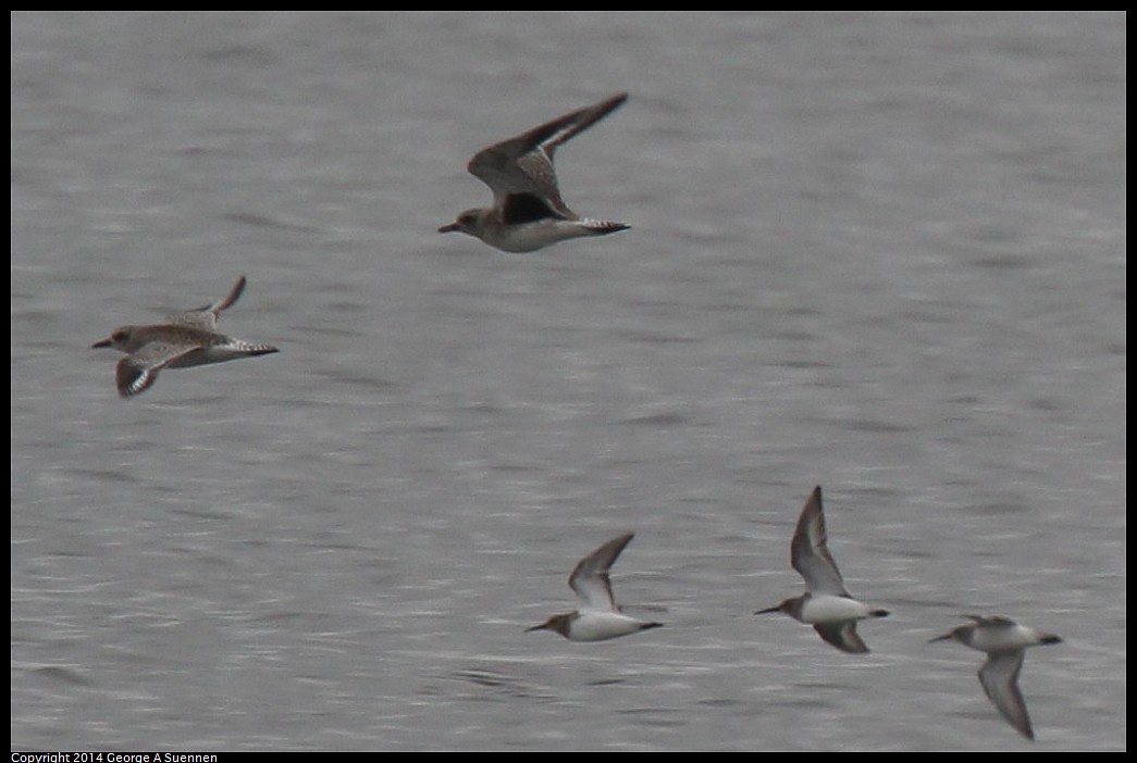 0215-135427-04.jpg - Black-bellied Plover and Least Sandpiper