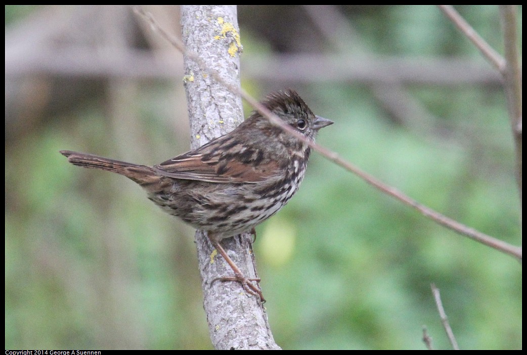 0215-135553-01.jpg - Song Sparrow