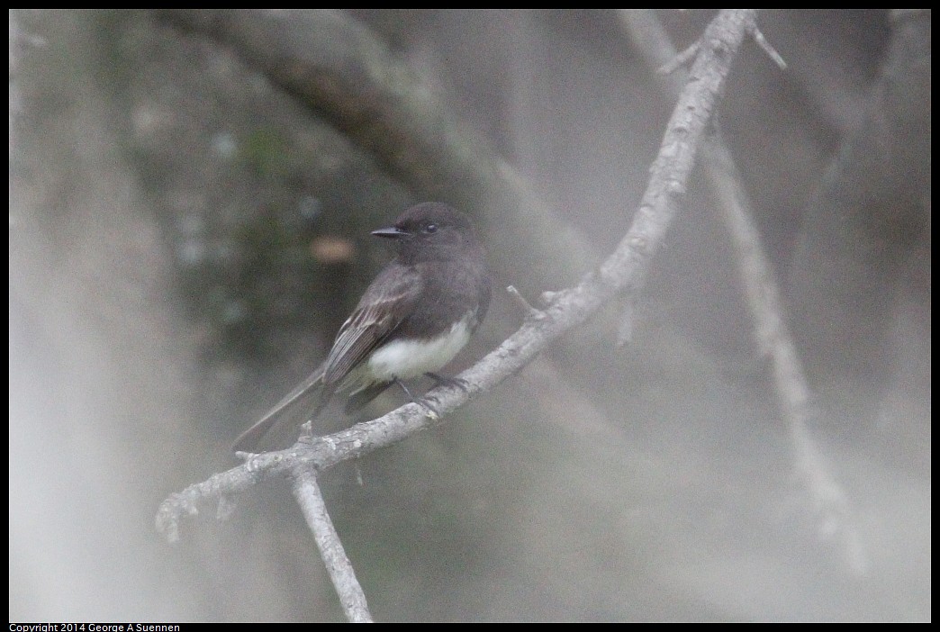 0215-135803-03.jpg - Black Phoebe (Id only)