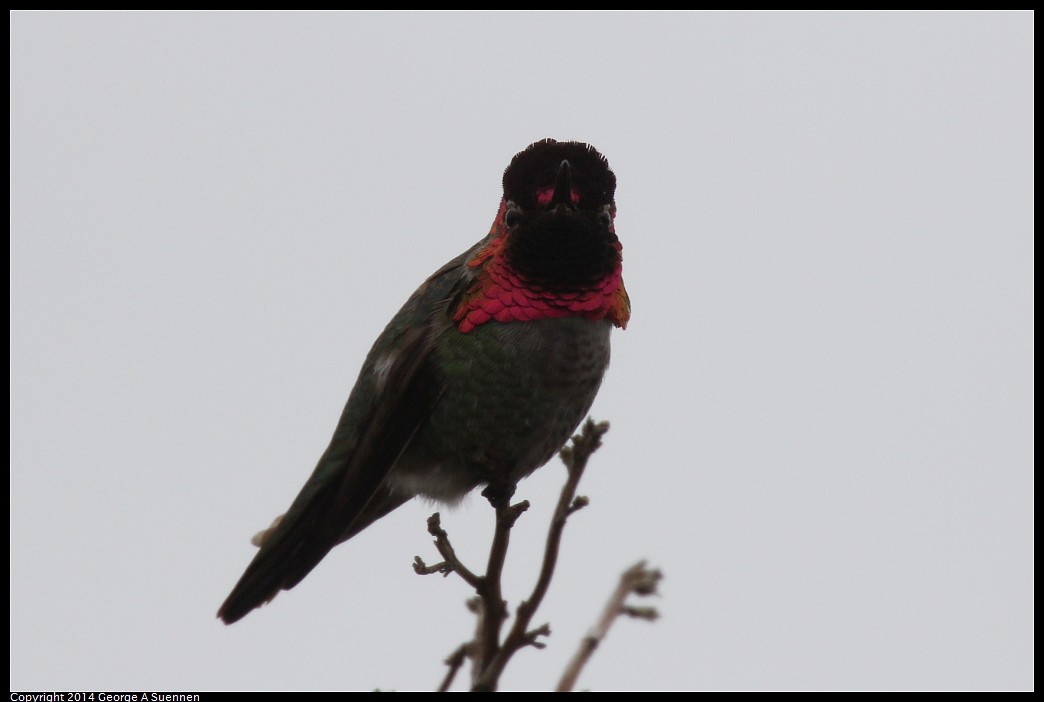 0215-140203-01.jpg - Anna's Hummingbird