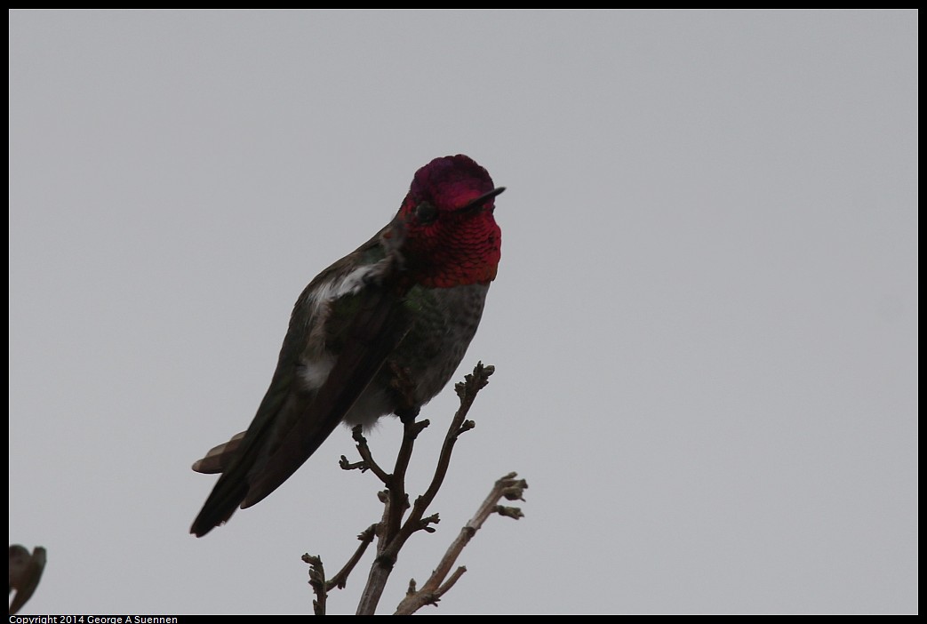 0215-140245-01.jpg - Anna's Hummingbird