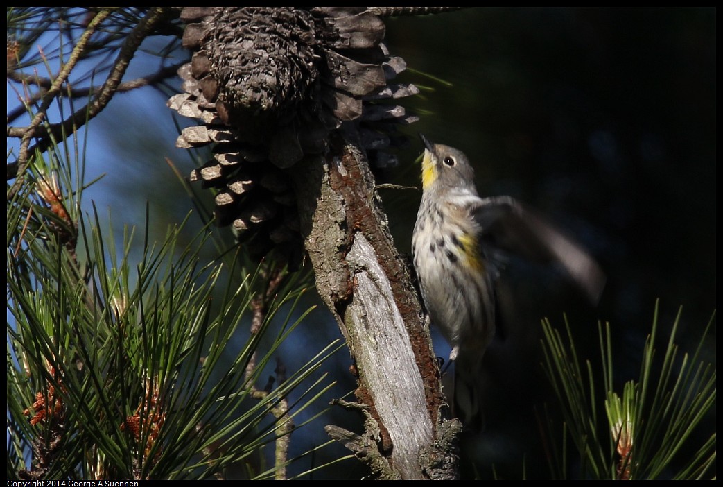 0419-164810-02.jpg - Yellow-rumped Warbler