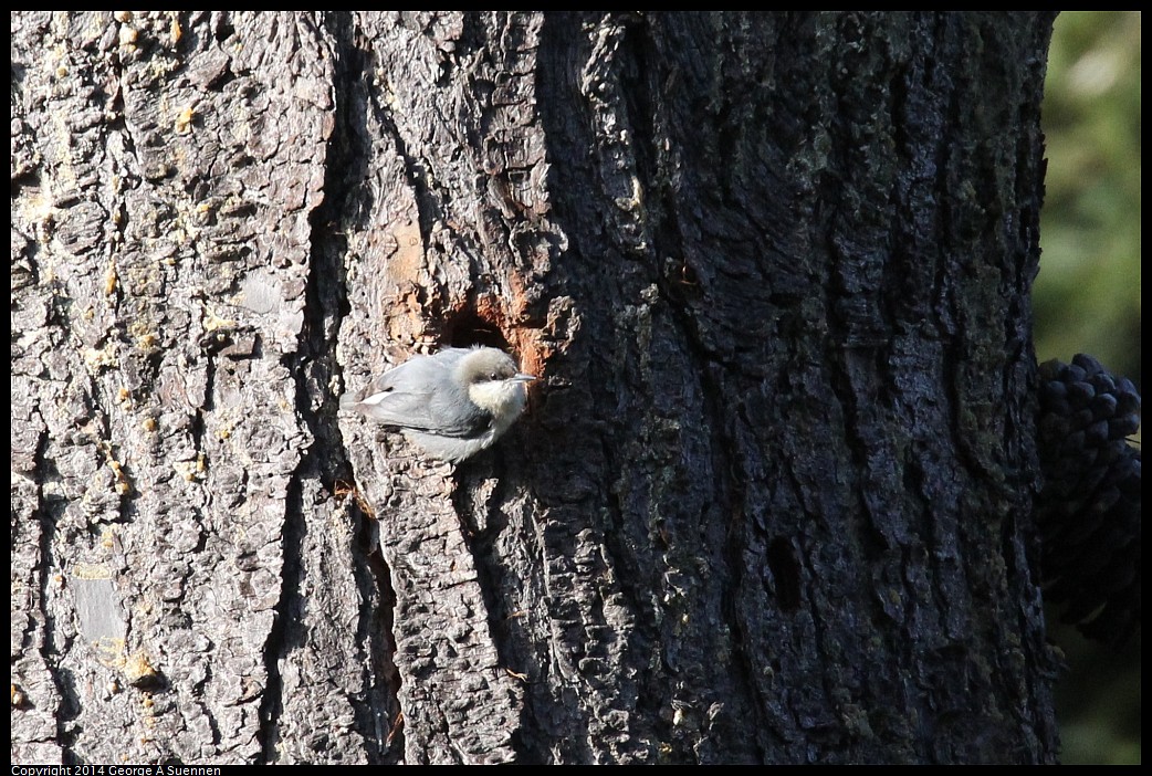 0419-171513-02.jpg - Pygmy Nuthatch