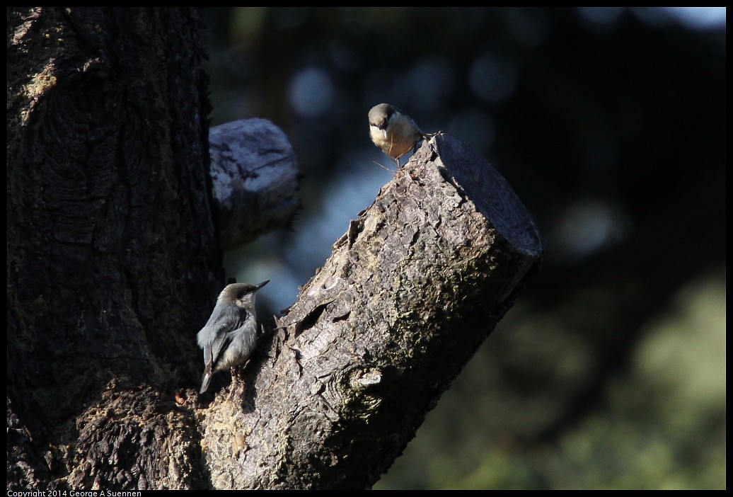 0419-171633-01.jpg - Pygmy Nuthatch