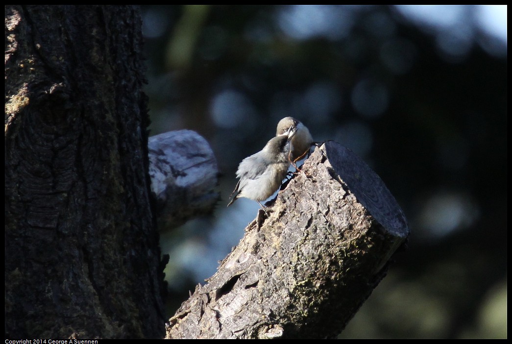 0419-171633-04.jpg - Pygmy Nuthatch