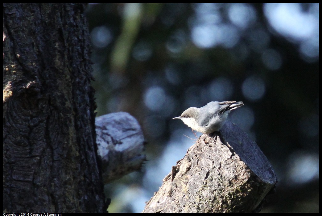 0419-171654-01.jpg - Pygmy Nuthatch