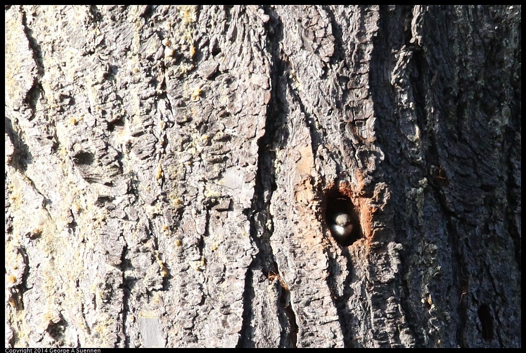 0419-171704-01.jpg - Pygmy Nuthatch