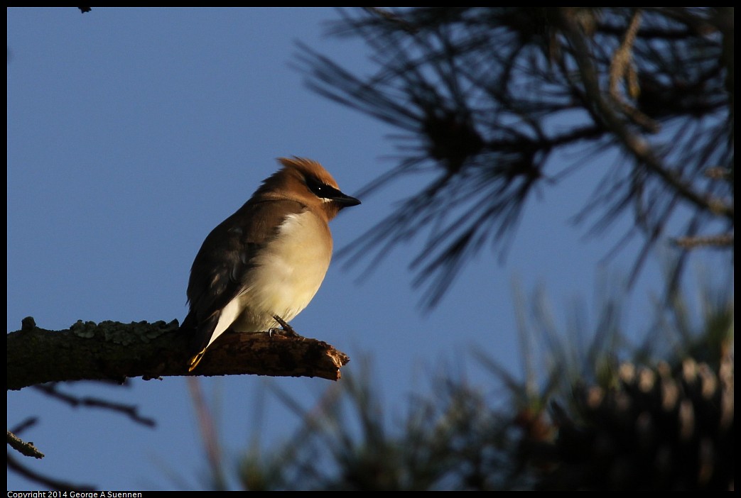 0419-174804-01.jpg - Cedar Waxwing