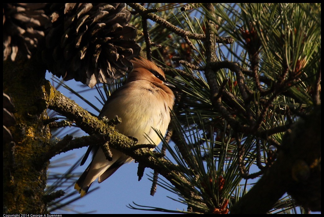 0419-174823-02.jpg - Cedar Waxwing