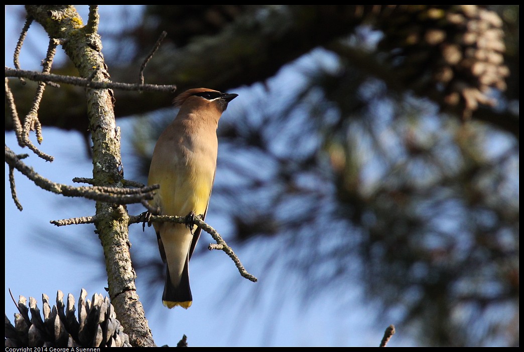 0419-174842-03.jpg - Cedar Waxwing