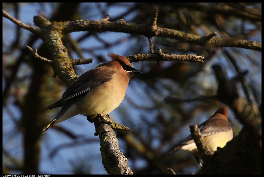 0419-174853-03.jpg - Cedar Waxwing