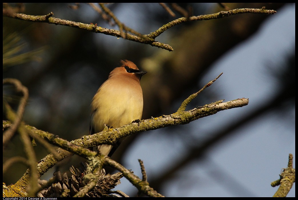 0419-175032-01.jpg - Cedar Waxwing