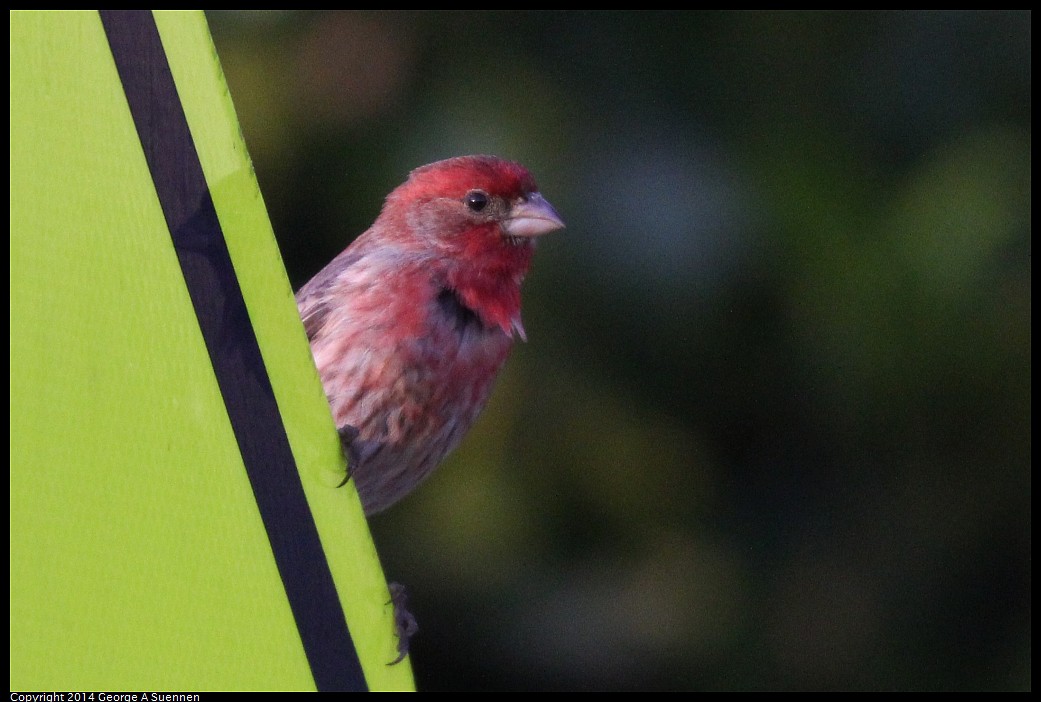 0419-182558-01.jpg - House Finch