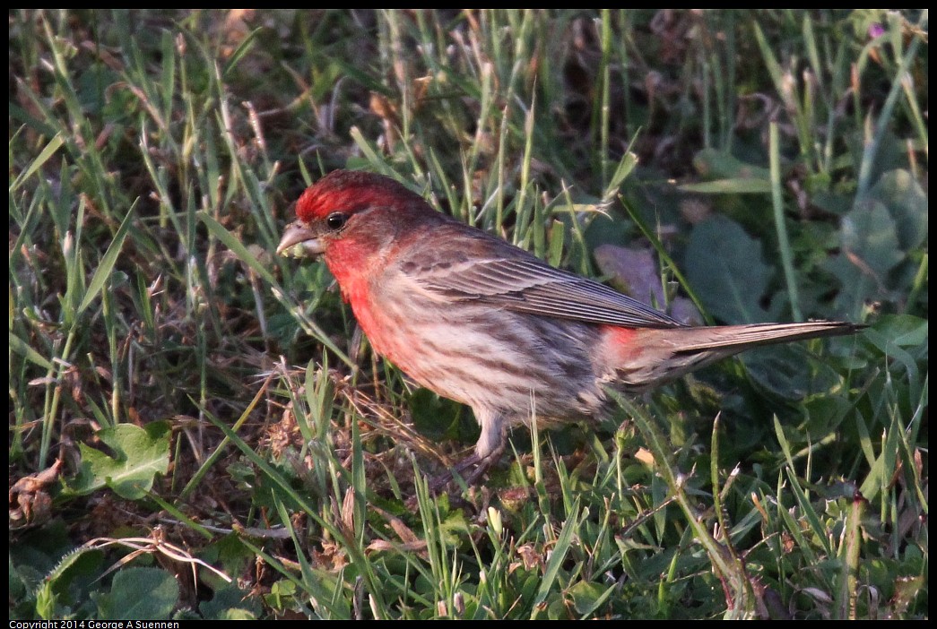 0419-182618-01.jpg - House Finch