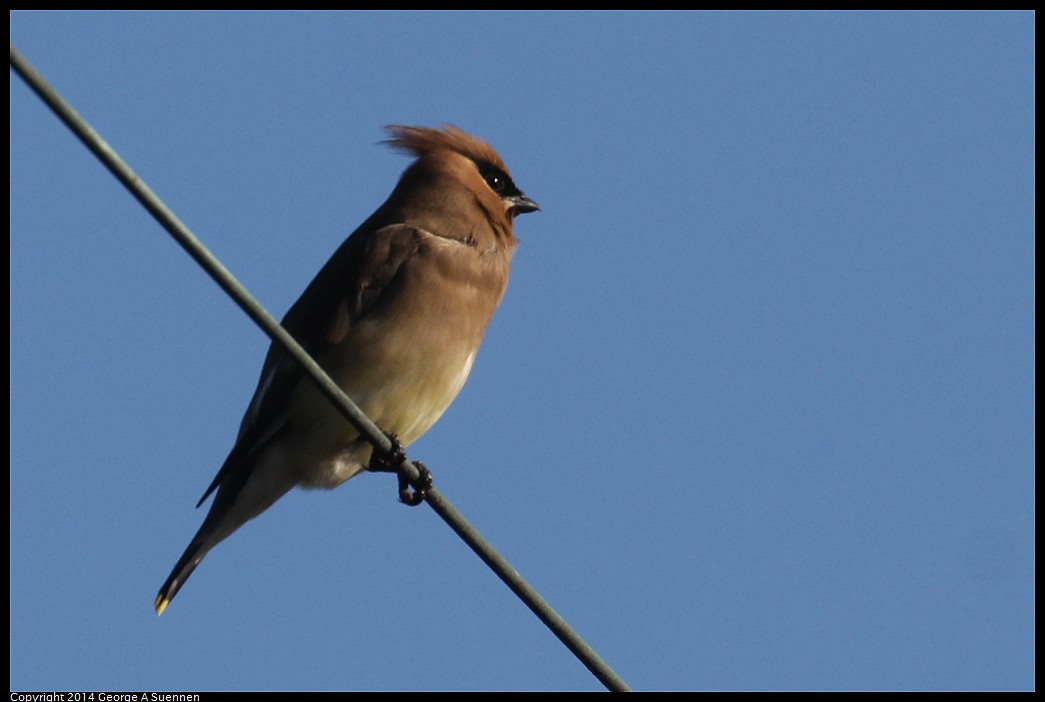 0428-171836-01.jpg - Cedar Waxwing