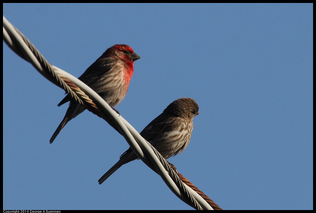 0428-171840-02.jpg - House Finch