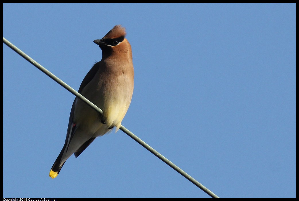 0428-171843-03.jpg - Cedar Waxwing