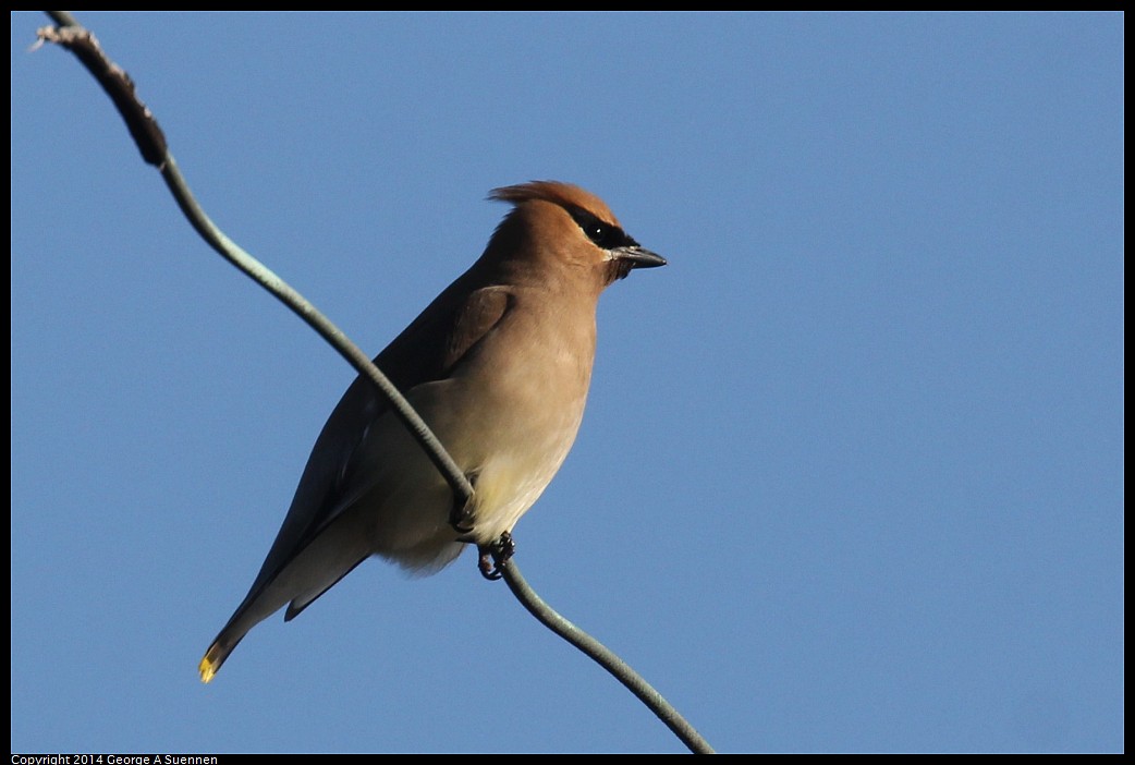 0428-171854-02.jpg - Cedar Waxwing