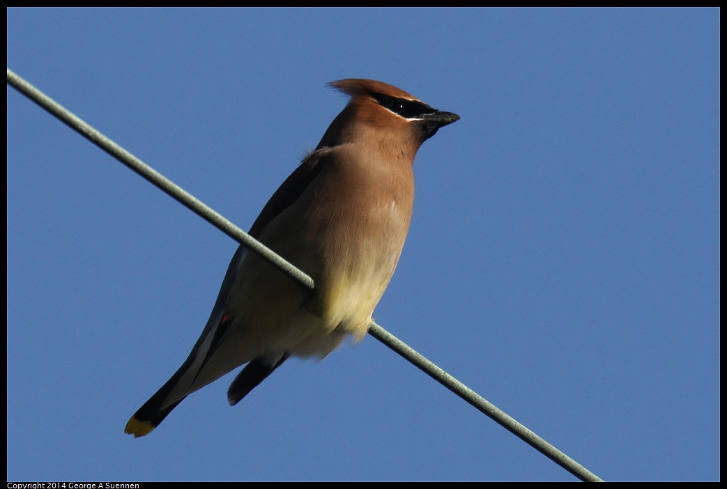 0428-171916-02.jpg - Cedar Waxwing