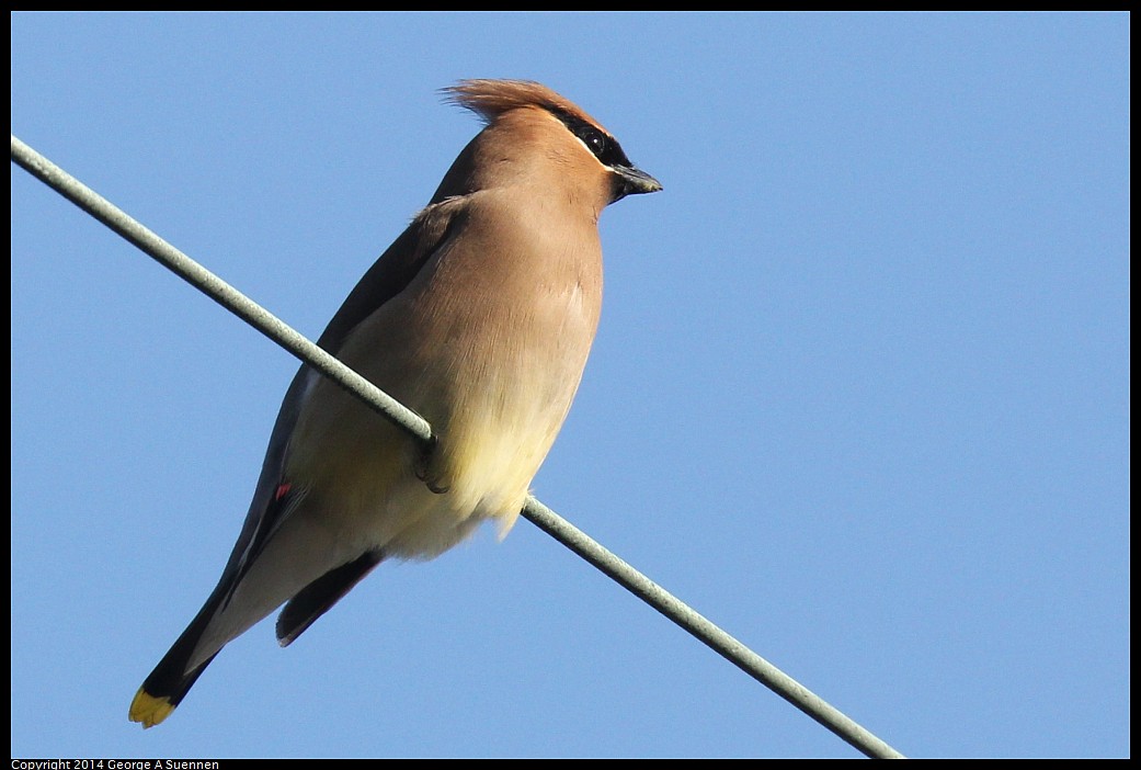 0428-171920-01.jpg - Cedar Waxwing