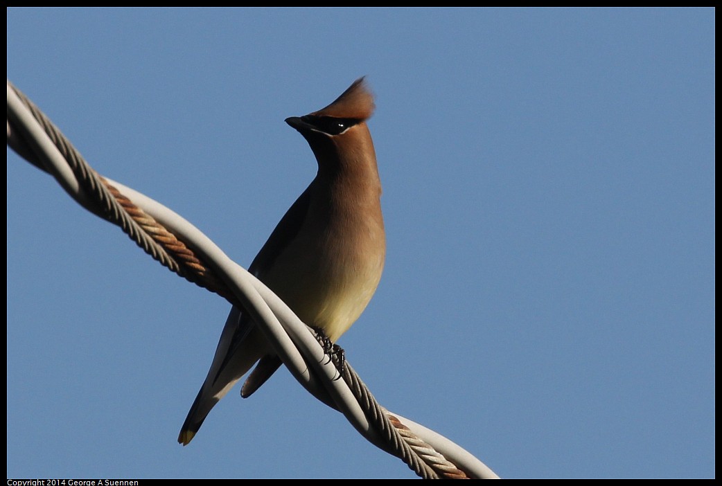 0428-171943-02.jpg - Cedar Waxwing