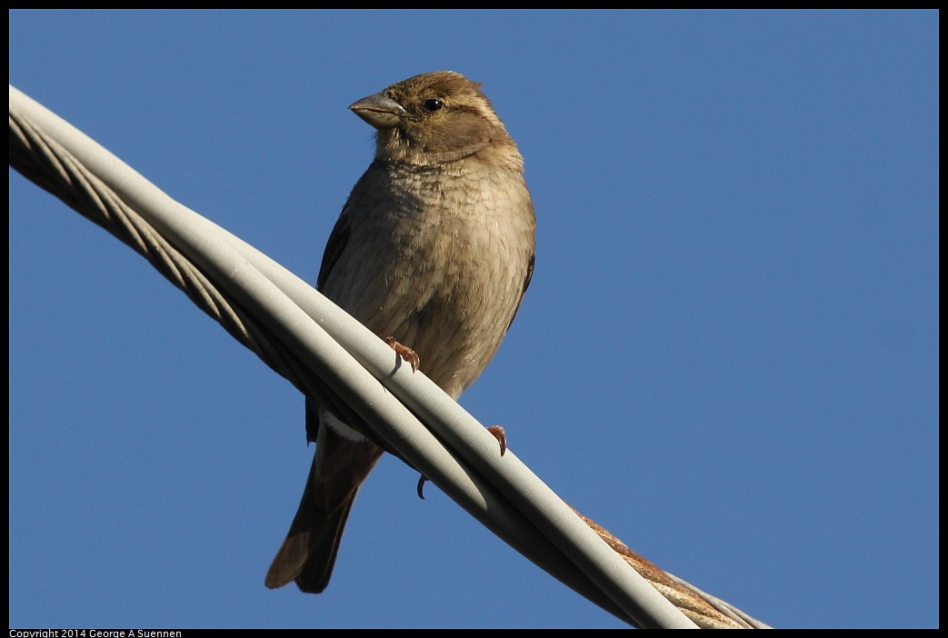 0428-172123-01.jpg - House Sparrow